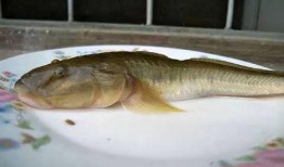 海鲶鱼被爆料视频大全,揭秘网络热点背后的真相